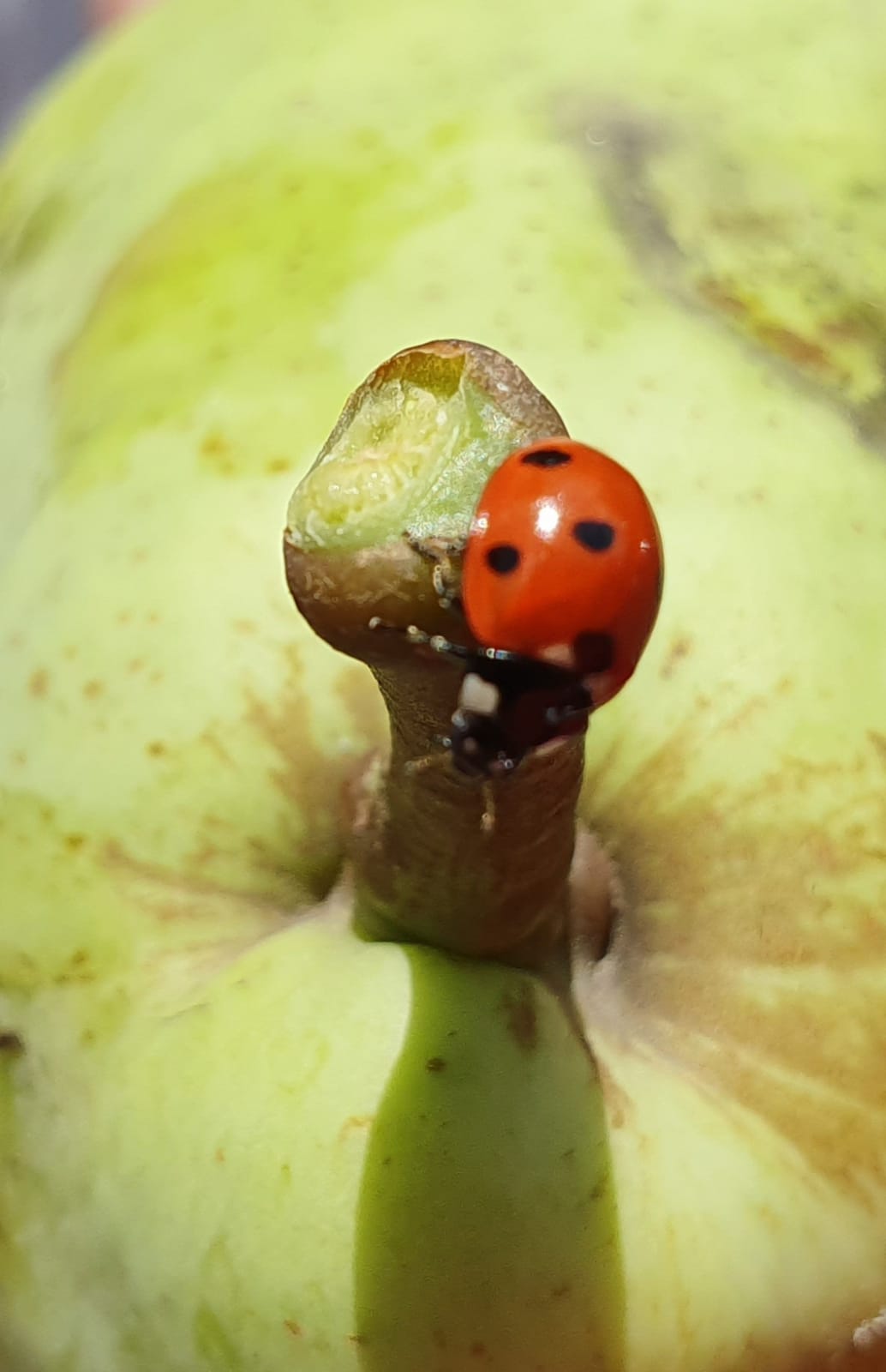 natur marienkäfer auf obst edelbrand edelbrände aus kraichtal